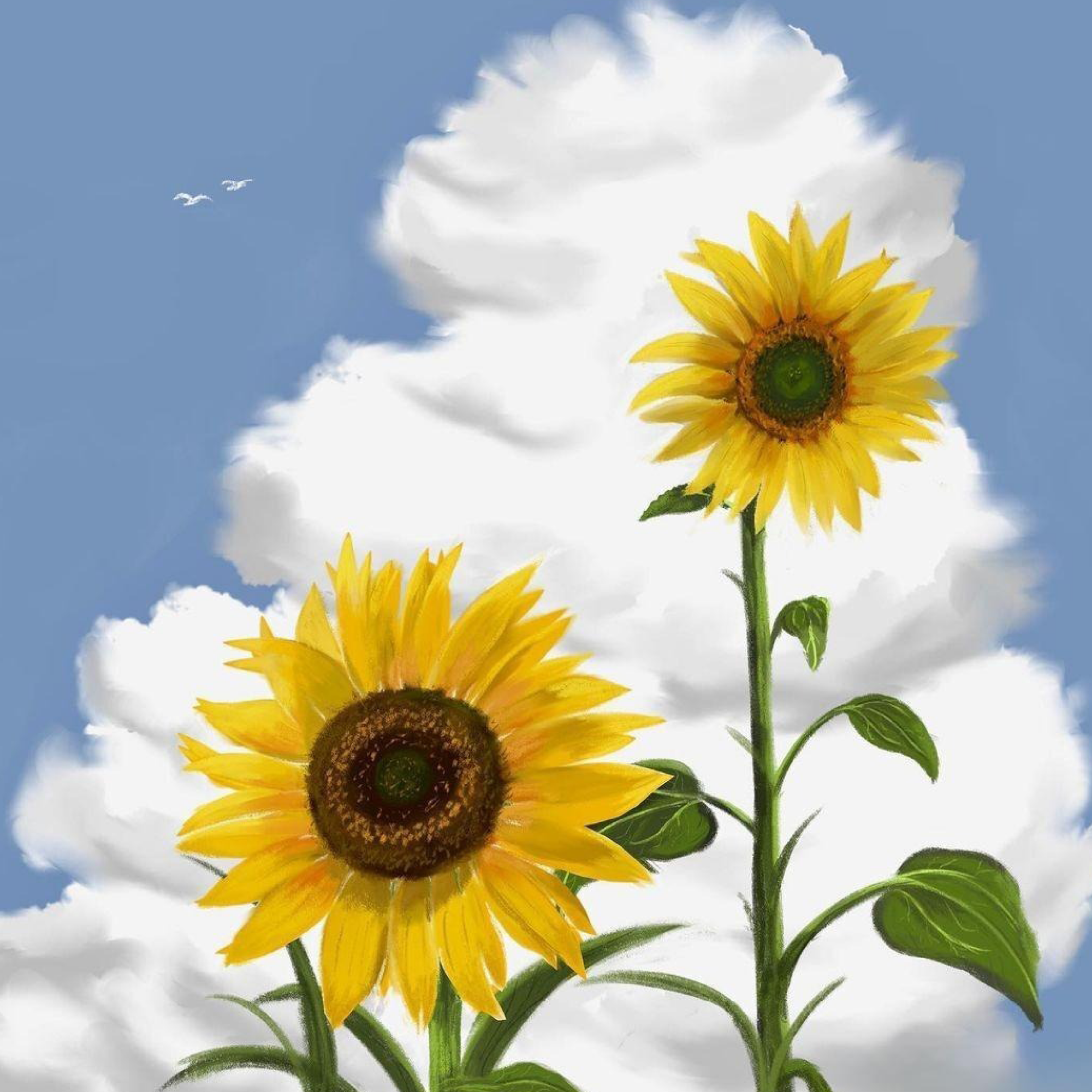 Sunflower